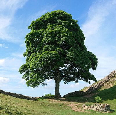 10 Semi di Acero Pseudoplatanus - Semi Freschi, Alta Germinabilità, No-GMO