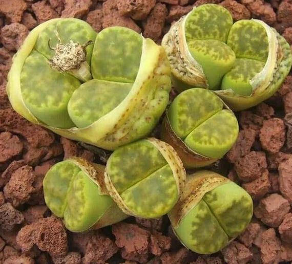 10 Semi di Lithops Bromfieldii - Semi Freschi, Alta Germinabilità, No-GMO