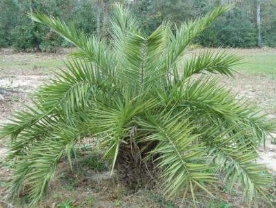 10 Semi di Phoenix Loureiroi Var. Loureiroi - Semi Freschi, Alta Germinabilità, No-GMO