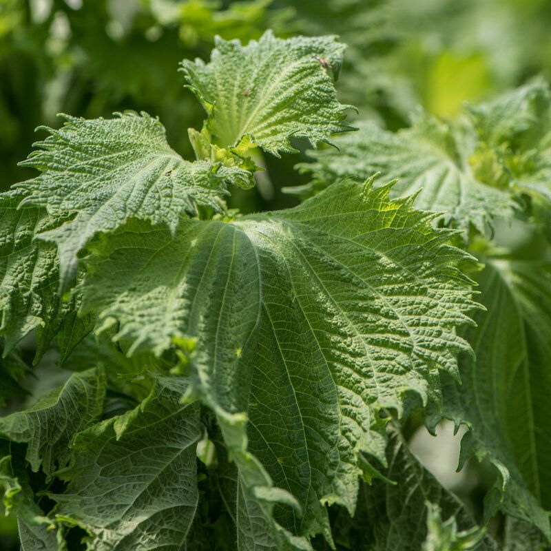 10 Semi di Shiso - Semi Freschi, Alta Germinabilità, No-GMO