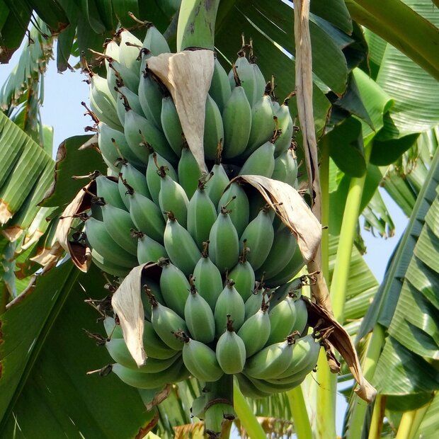10 Semi di Musa Lawitiensis Banana - Semi Freschi, Alta Germinabilità, No-GMO