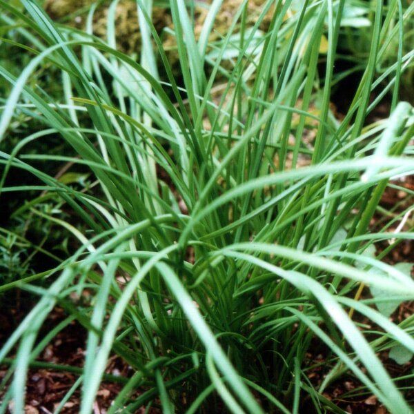 10 Semi di Erba Cipollina - Semi Freschi, Alta Germinabilità, No-GMO