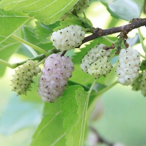 50 Semi di Gelso Bianco (morus Alba) - Semi Freschi, Alta Germinabilità, No-GMO