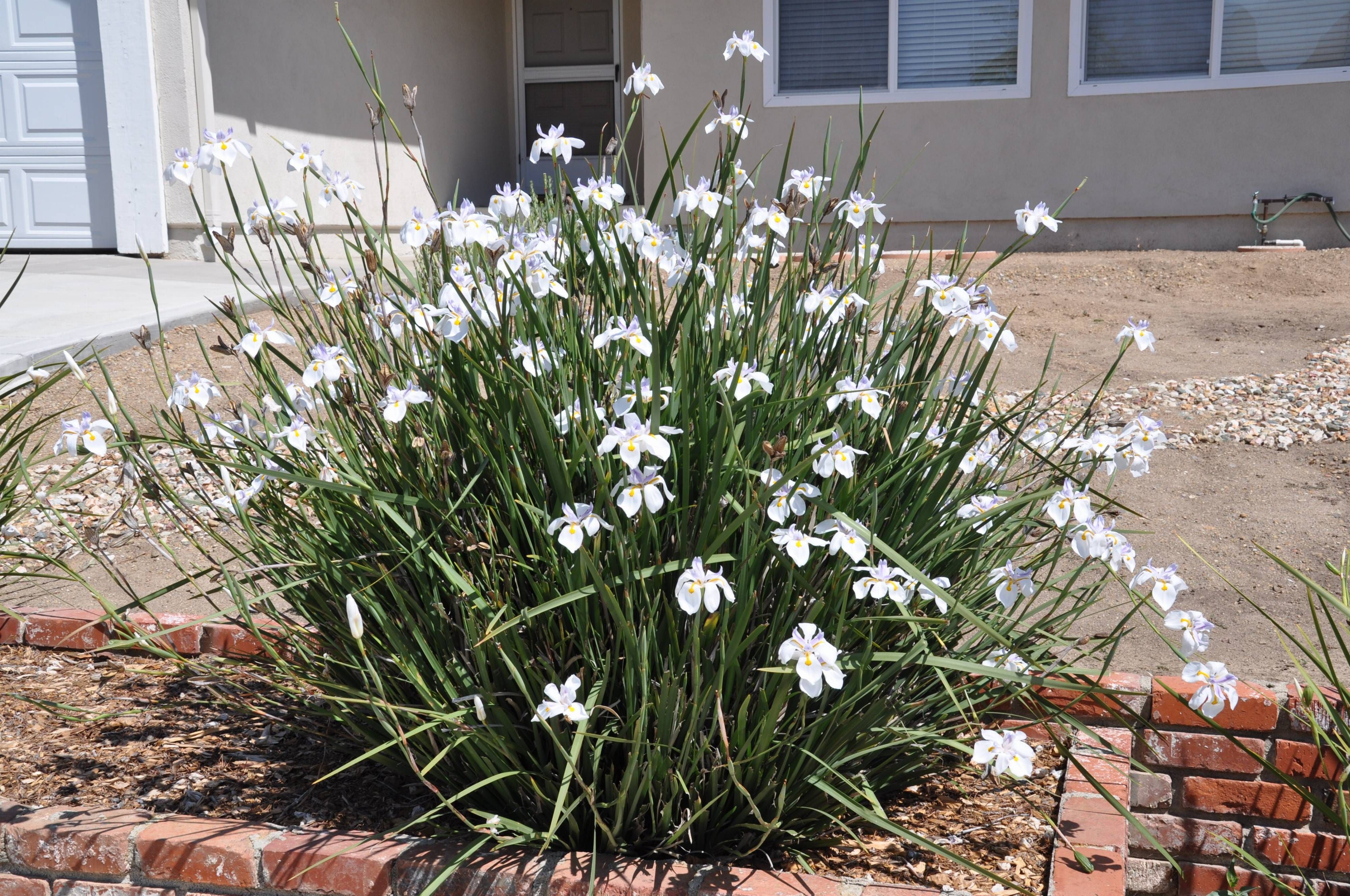 10 Semi di Dietes Iridioides - Semi Freschi, Alta Germinabilità, No-GMO