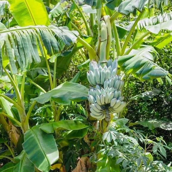 10 Semi di Musa Burmese Blu Banana - Semi Freschi, Alta Germinabilità, No-GMO