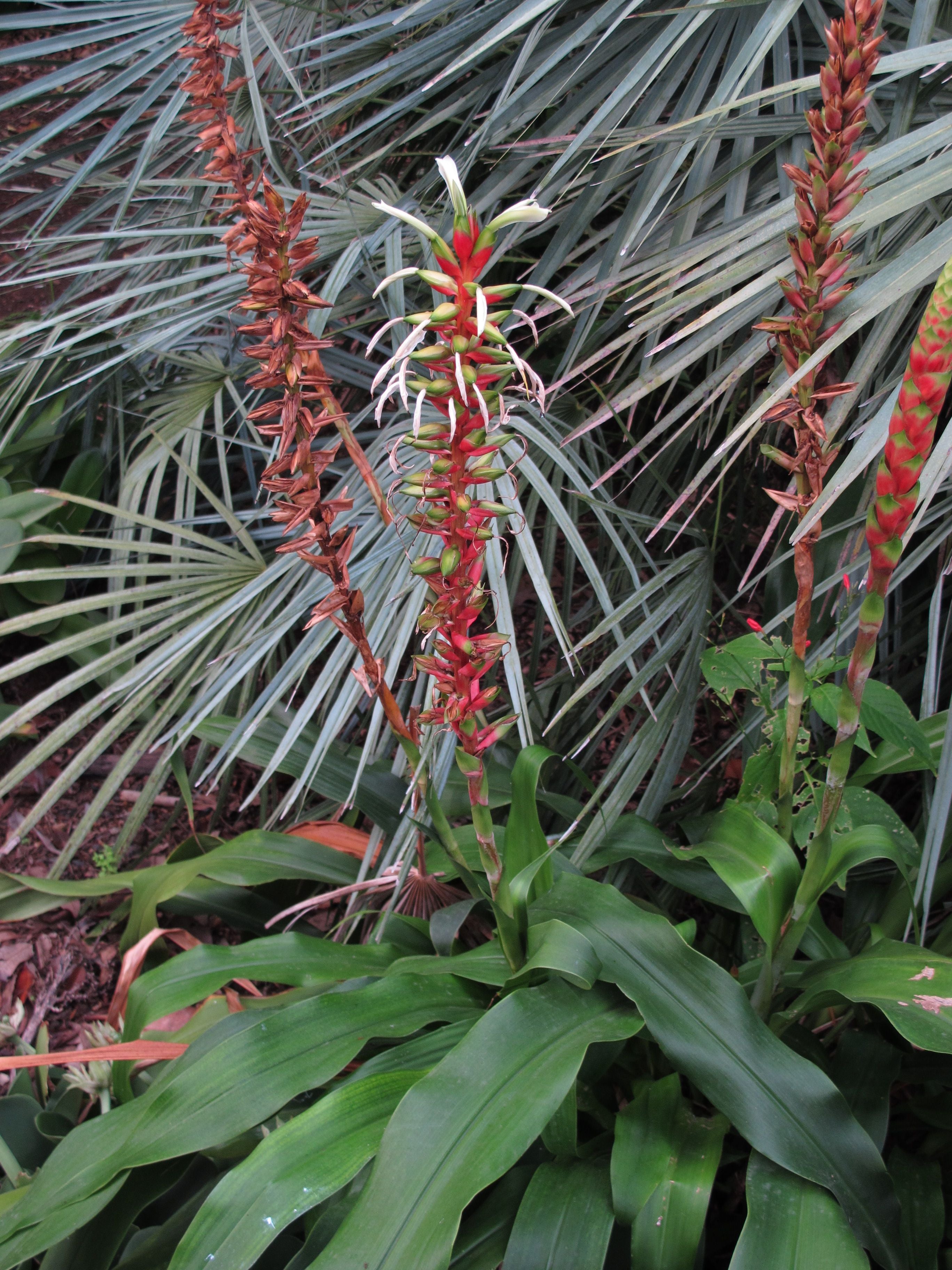 10 Semi di Pitcairnia Maidifolia - Semi Freschi, Alta Germinabilità, No-GMO