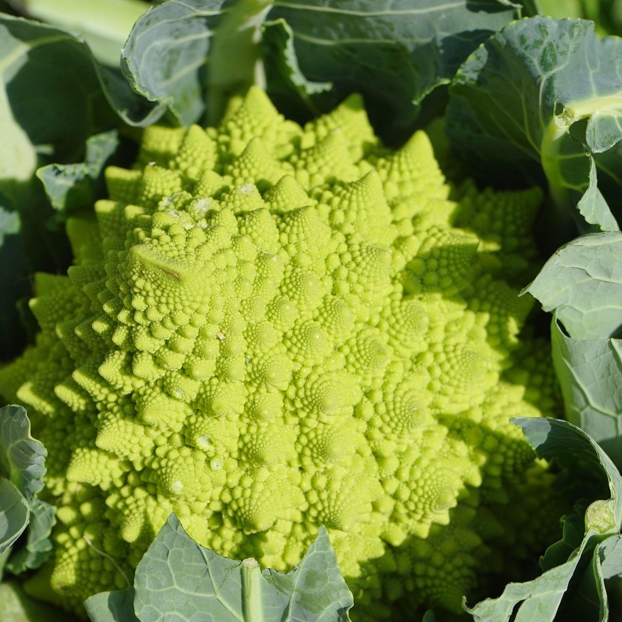 10 Semi di Cavolo Broccolo Romanesco - Semi Freschi, Alta Germinabilità, No-GMO