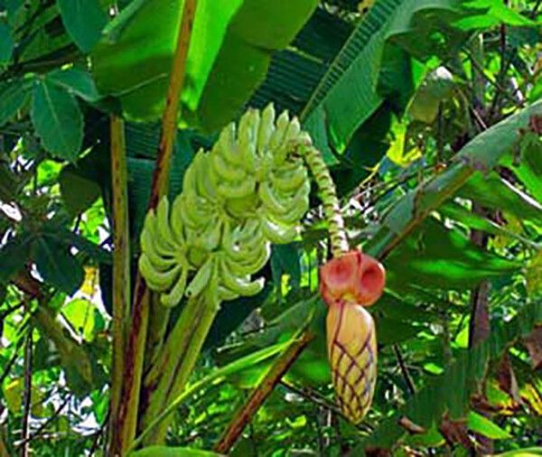 10 Semi di Musa Thomsonii Banana - Semi Freschi, Alta Germinabilità, No-GMO