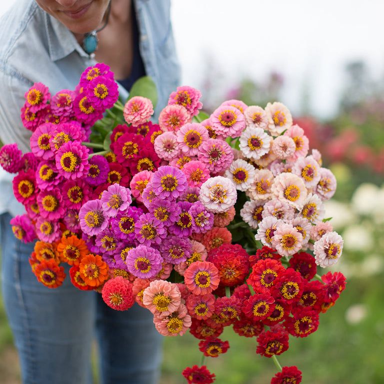 10 Semi di Zinnia Pompon Lilliput In Mix - Semi Freschi, Alta Germinabilità, No-GMO