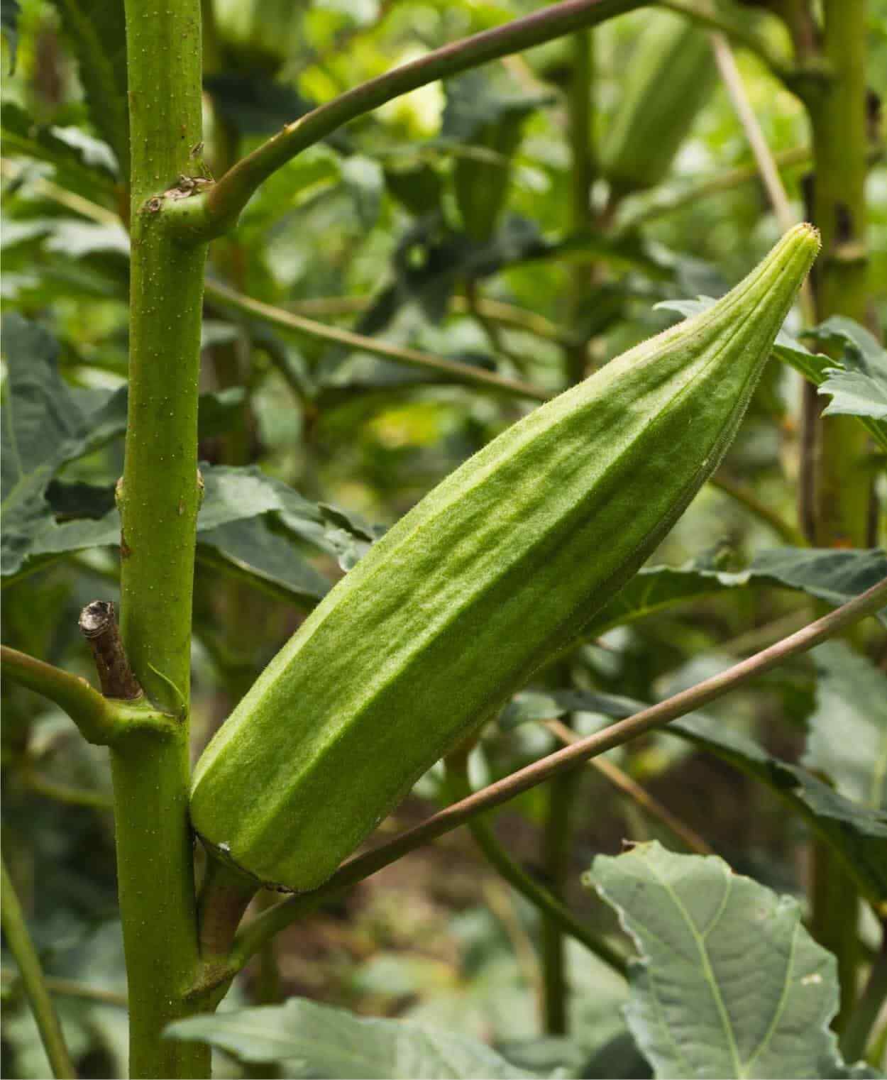 10 Semi di Okra/gombo - Semi Freschi, Alta Germinabilità, No-GMO