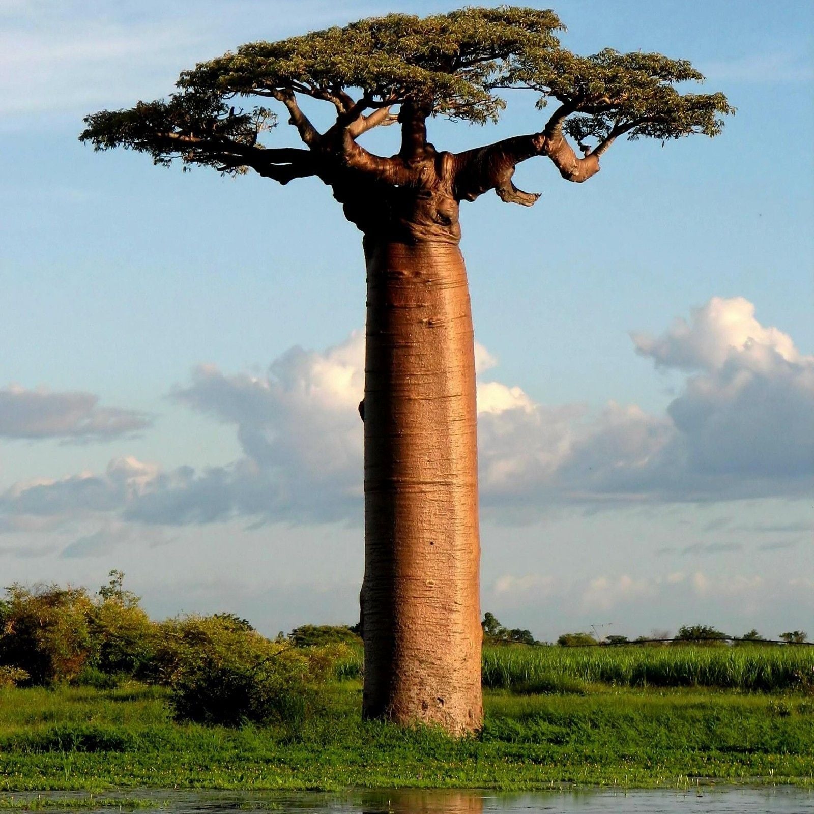 10 Semi di Baobab Africano - Semi Freschi, Alta Germinabilità, No-GMO