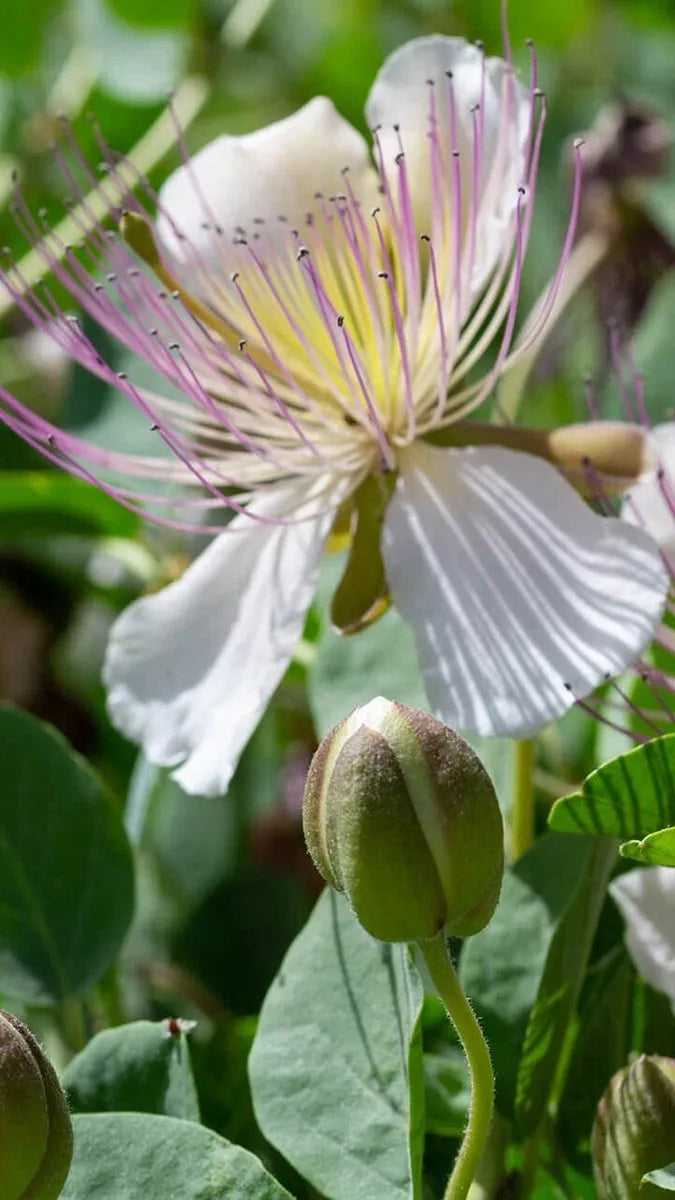 10 Semi di Cappero (capparis Spinosa) - Semi Freschi, Alta Germinabilità, No-GMO