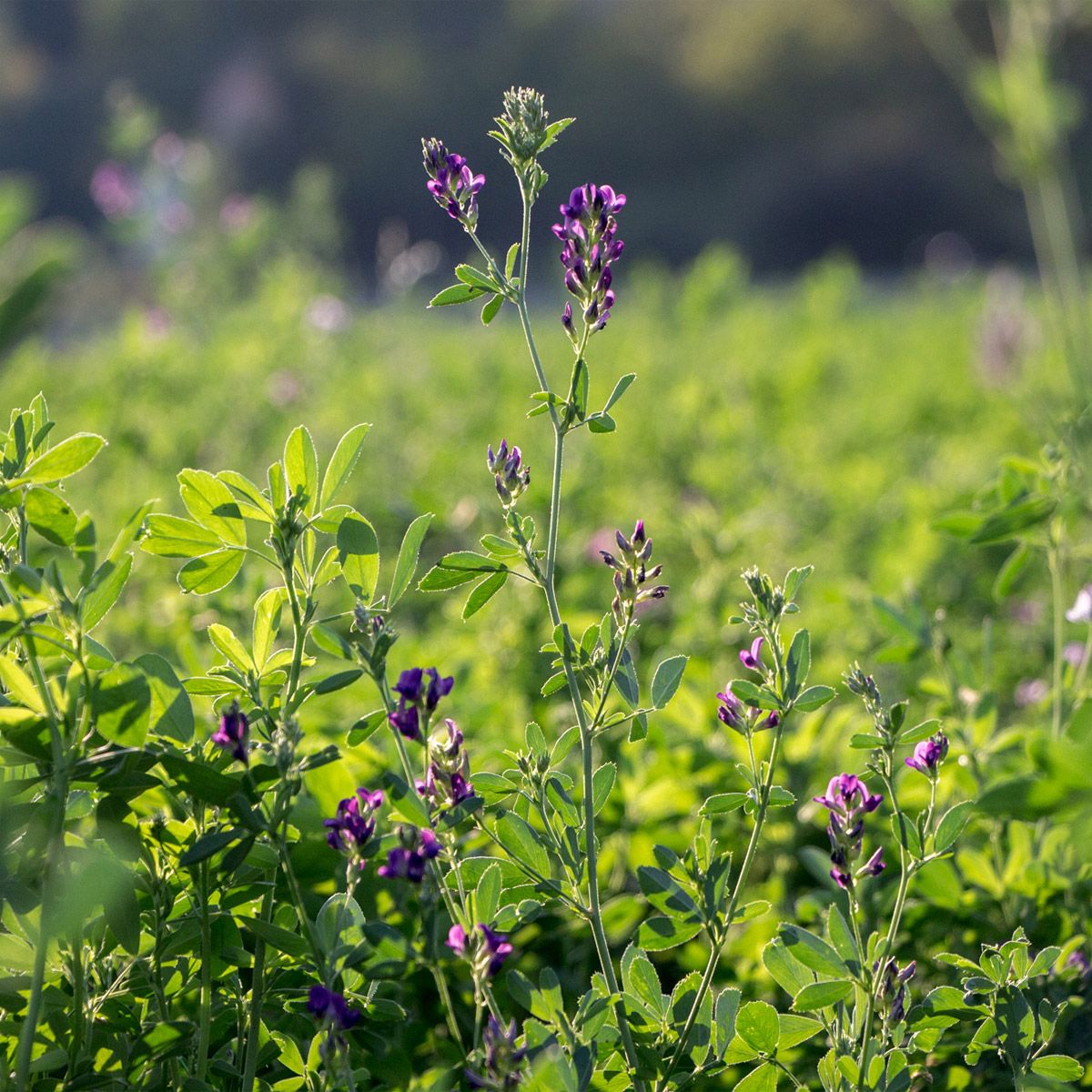 5000 Semi di Erba Medica - Semi Freschi, Alta Germinabilità, No-GMO