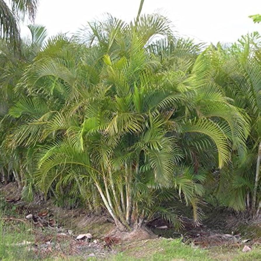 10 Semi di Dypsis Lutescens - Semi Freschi, Alta Germinabilità, No-GMO