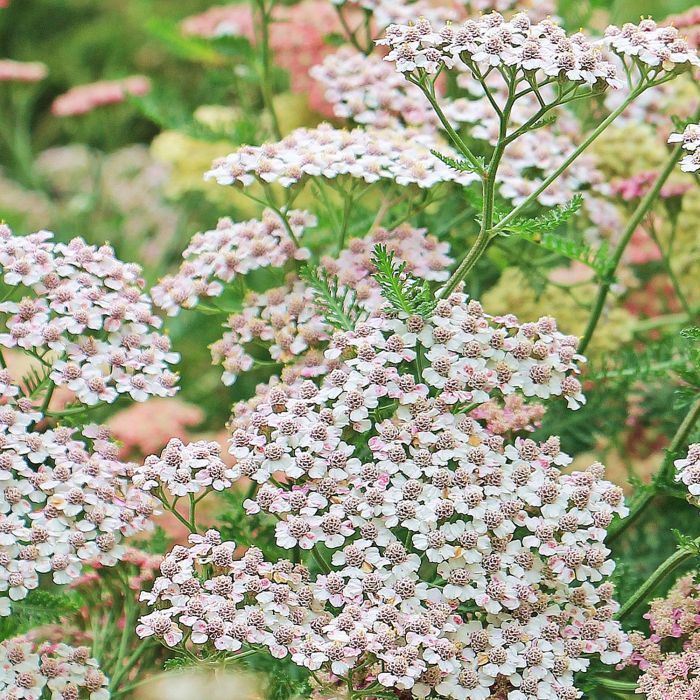 10 Semi di Achillea Millefoglia In Mix - Semi Freschi, Alta Germinabilità, No-GMO