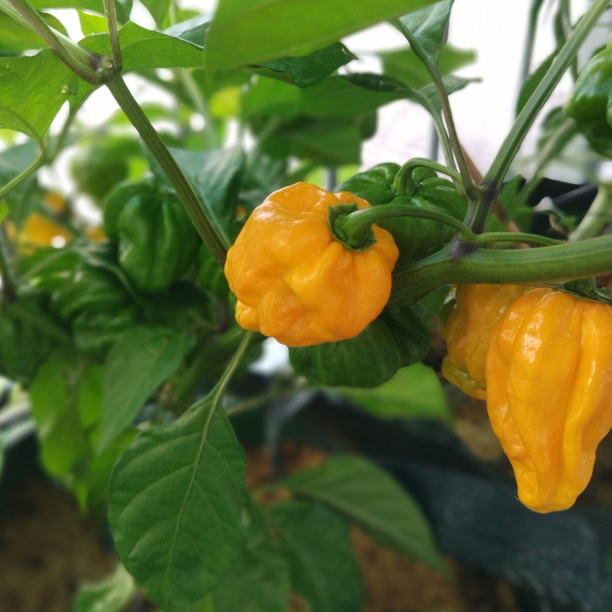 10 Semi di Peperoncino Habanero Giallo - Semi Freschi, Alta Germinabilità, No-GMO