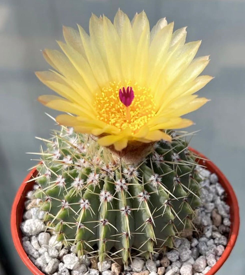 10 Semi di Notocactus Laninghausii - Semi Freschi, Alta Germinabilità, No-GMO