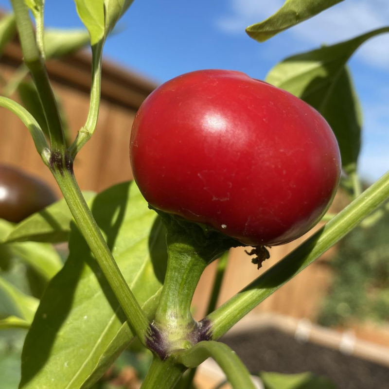 10 Semi di Peperone Ciliegia Piccante - Semi Freschi, Alta Germinabilità, No-GMO