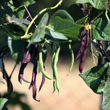 10 Semi di Fagiolo Purple Teepee Nano - Semi Freschi, Alta Germinabilità, No-GMO