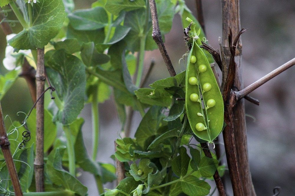 10 Semi di Pisello Meraviglia D'italia - Semi Freschi, Alta Germinabilità, No-GMO