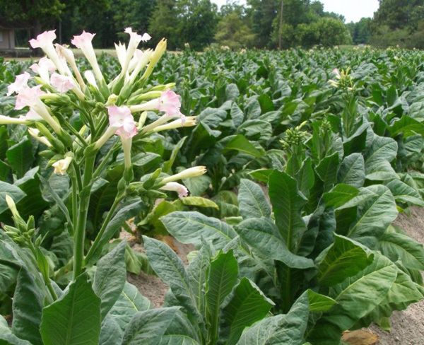10 Semi di Pianta Tabacco - Semi Freschi, Alta Germinabilità, No-GMO