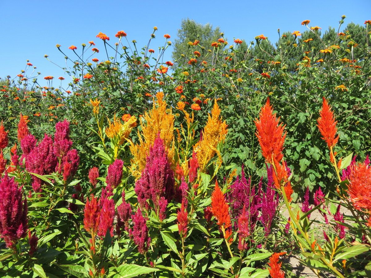 10 Semi di Celosia - Semi Freschi, Alta Germinabilità, No-GMO