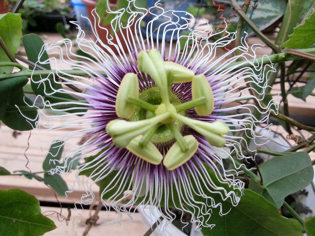 10 Semi di Passiflora Edulis Panama Gold - Semi Freschi, Alta Germinabilità, No-GMO
