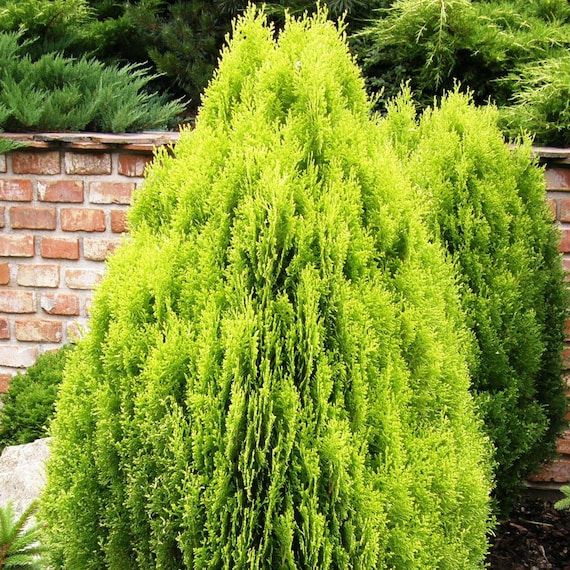 10 Semi di Thuya Orientalis - Semi Freschi, Alta Germinabilità, No-GMO