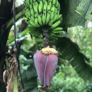 10 Semi di Musa Maclayi Var. Erecta Banana - Semi Freschi, Alta Germinabilità, No-GMO