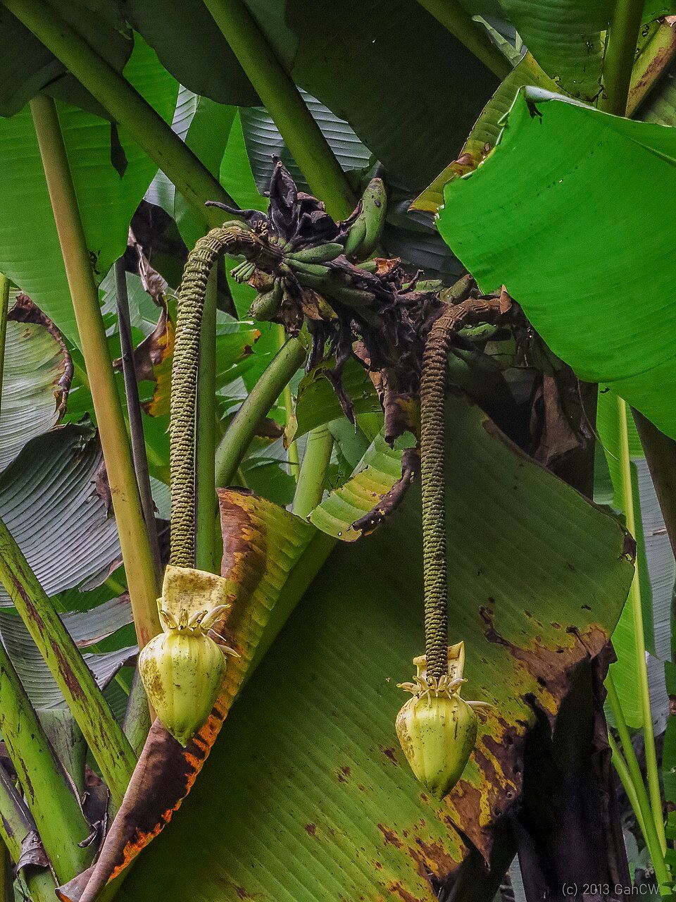 10 Semi di Musa Textilis Borneo Banana - Semi Freschi, Alta Germinabilità, No-GMO