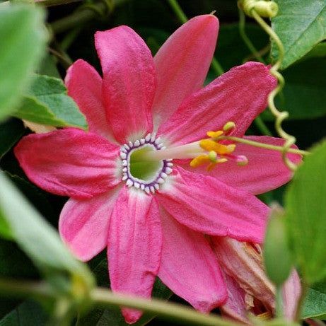 10 Semi di Passiflora Mollissima - Semi Freschi, Alta Germinabilità, No-GMO