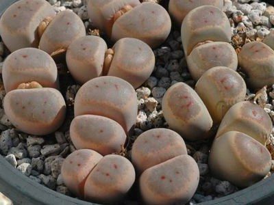 10 Semi di Lithops Dinteri Brevis - Semi Freschi, Alta Germinabilità, No-GMO