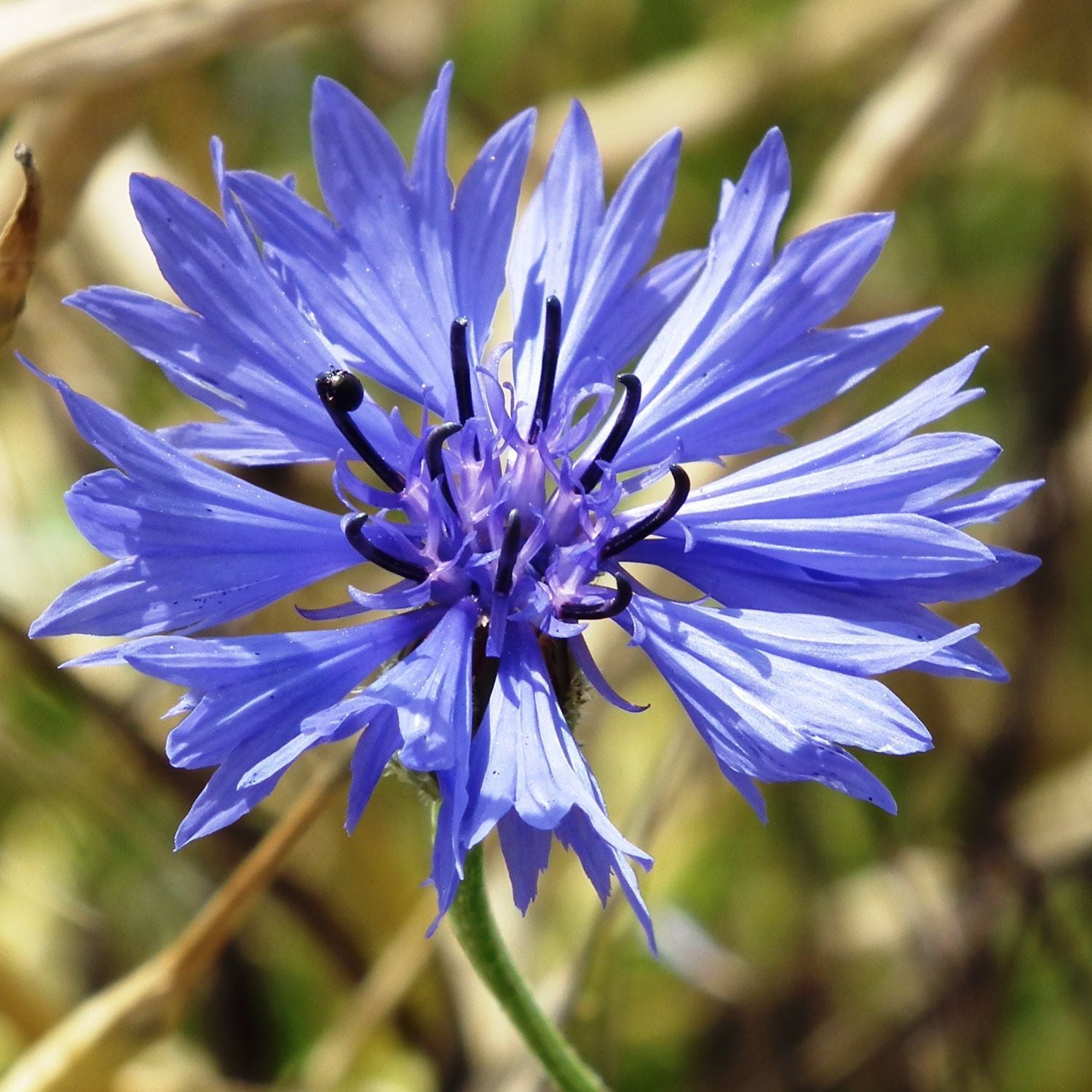 10 Semi di Centaurea O Fiordaliso Doppio In Mix - Semi Freschi, Alta Germinabilità, No-GMO