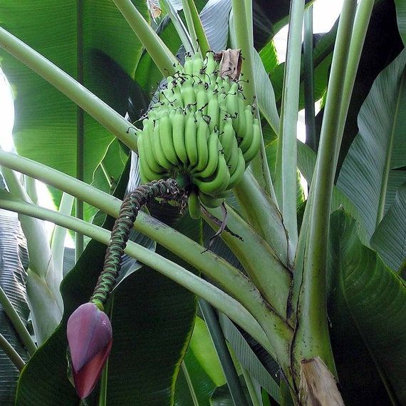 10 Semi di Musa Balbisiana Var. Balbisiana Banana - Semi Freschi, Alta Germinabilità, No-GMO