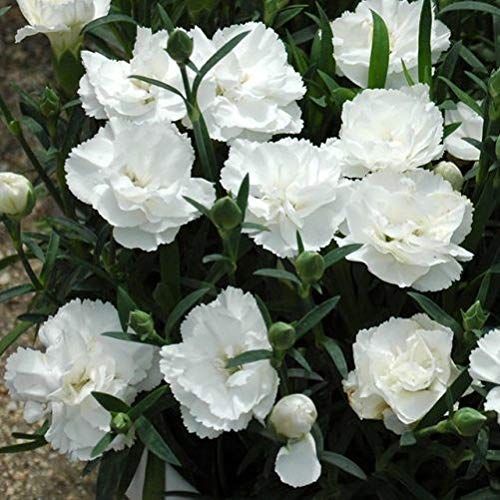 10 Semi di Garofano Chabaud Doppio Bianco - Semi Freschi, Alta Germinabilità, No-GMO