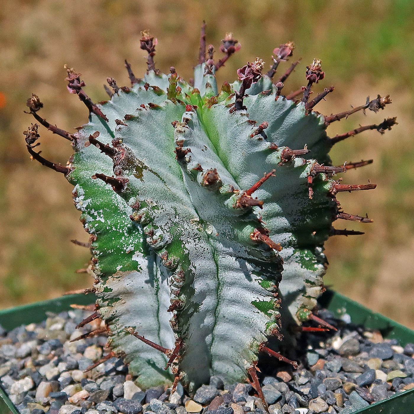 10 Semi di Euphorbia Polygona - Semi Freschi, Alta Germinabilità, No-GMO