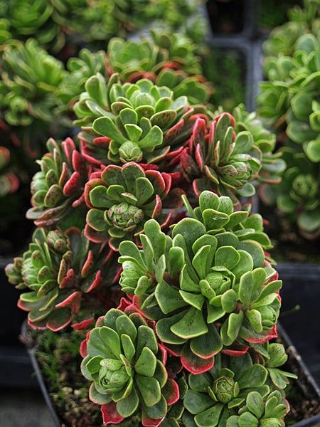 10 Semi di Aeonium Spathulatum - Semi Freschi, Alta Germinabilità, No-GMO