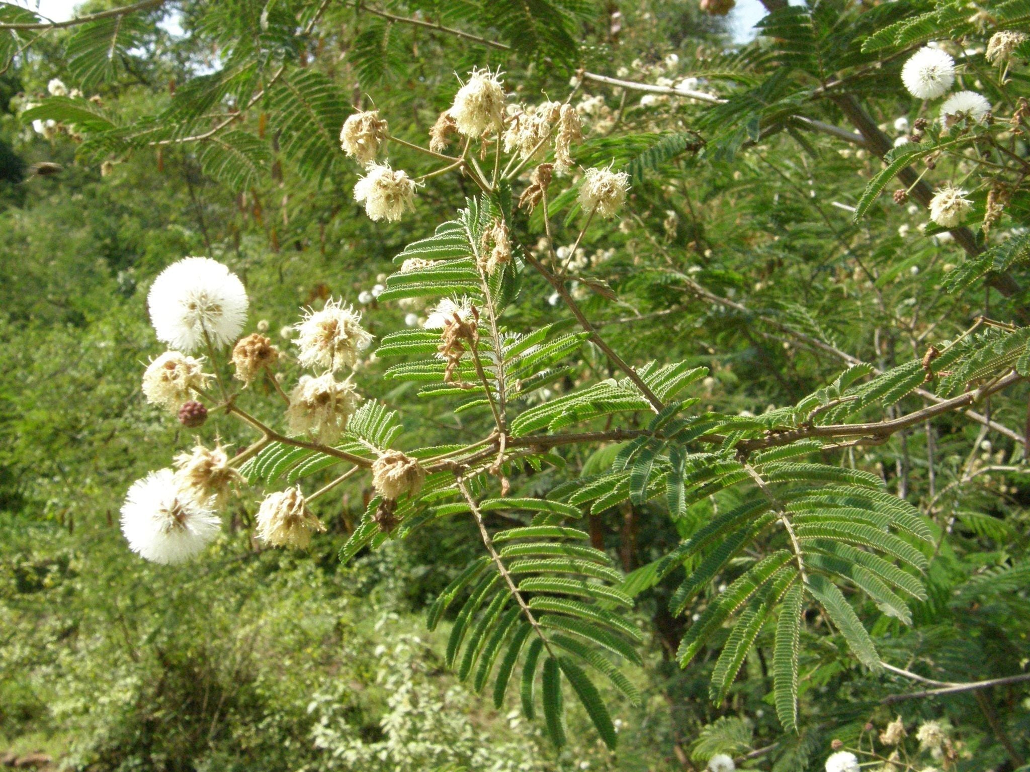 10 Semi di Acacia Abyssinica - Semi Freschi, Alta Germinabilità, No-GMO