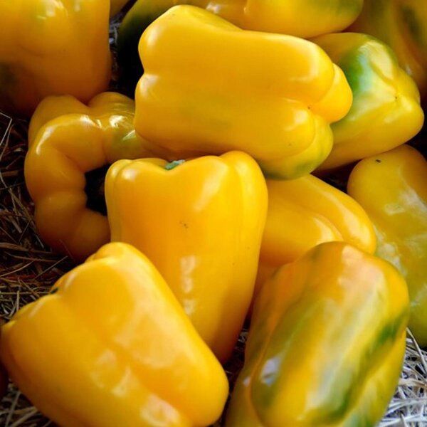 10 Semi di Peperone Quadrato D'asti - Semi Freschi, Alta Germinabilità, No-GMO