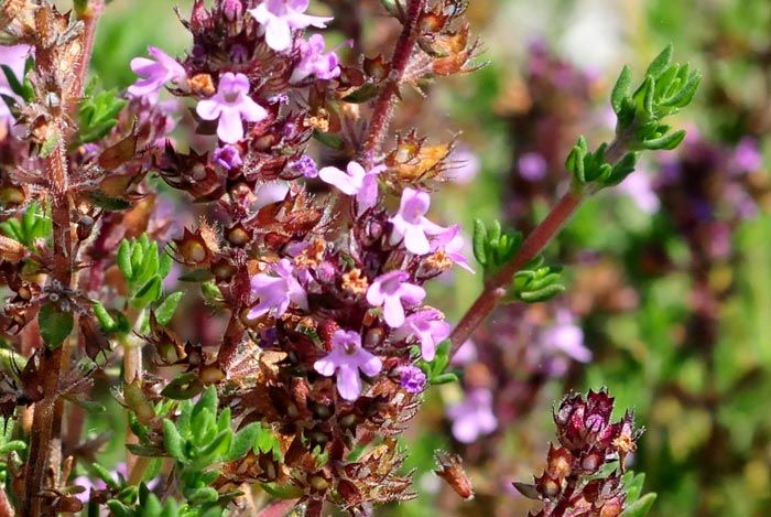 150 Semi di Thymus Orospedanus - Semi Freschi, Alta Germinabilità, No-GMO