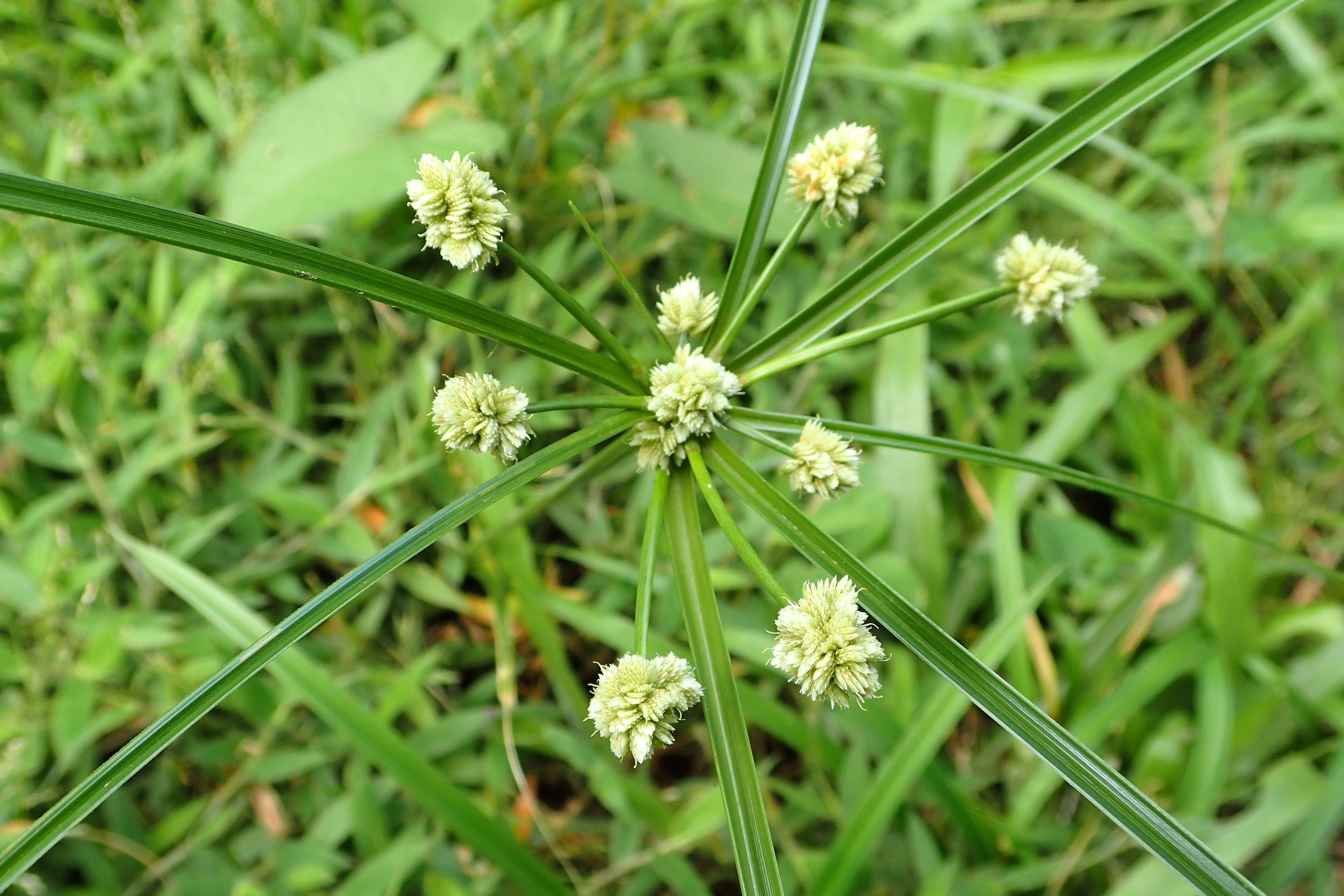 10 Semi di Cipero Di Luzula - Semi Freschi, Alta Germinabilità, No-GMO