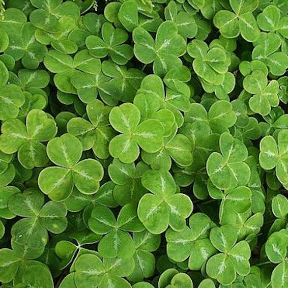 5000 Semi di Prato Trifoglio Nano - Semi Freschi, Alta Germinabilità, No-GMO