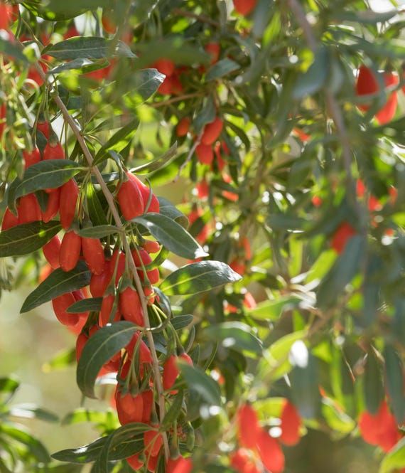 10 Semi di Bacche Di Goji - Semi Freschi, Alta Germinabilità, No-GMO