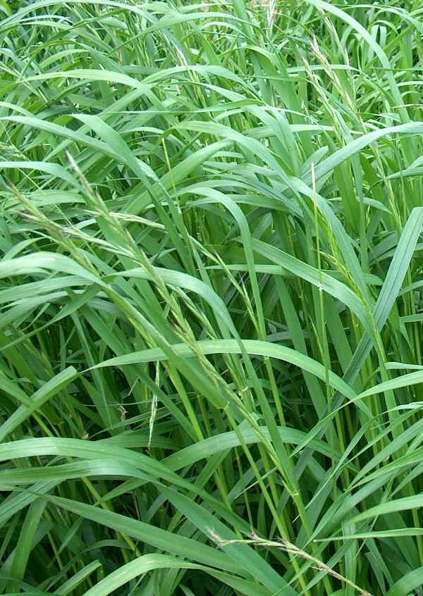 10 Semi di Lionetto Italico Prato - Semi Freschi, Alta Germinabilità, No-GMO