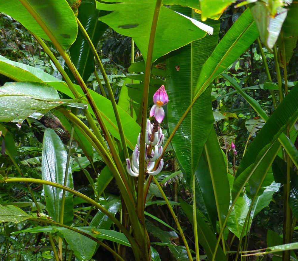 10 Semi di Musa Campestris Var. Campestris Banana - Semi Freschi, Alta Germinabilità, No-GMO