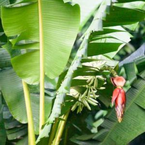 10 Semi di Musa Jamesonii Banana - Semi Freschi, Alta Germinabilità, No-GMO