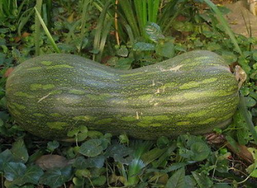 10 Semi di Zucca Lunga Invernale Di Napoli - Semi Freschi, Alta Germinabilità, No-GMO