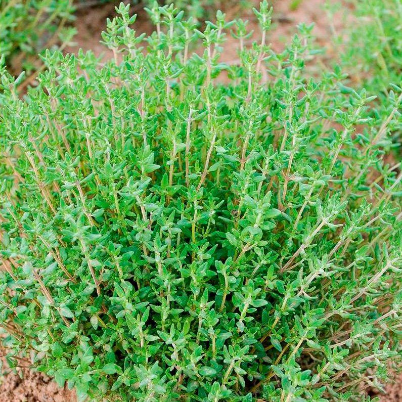 10 Semi di Timo Vulgaris - Semi Freschi, Alta Germinabilità, No-GMO