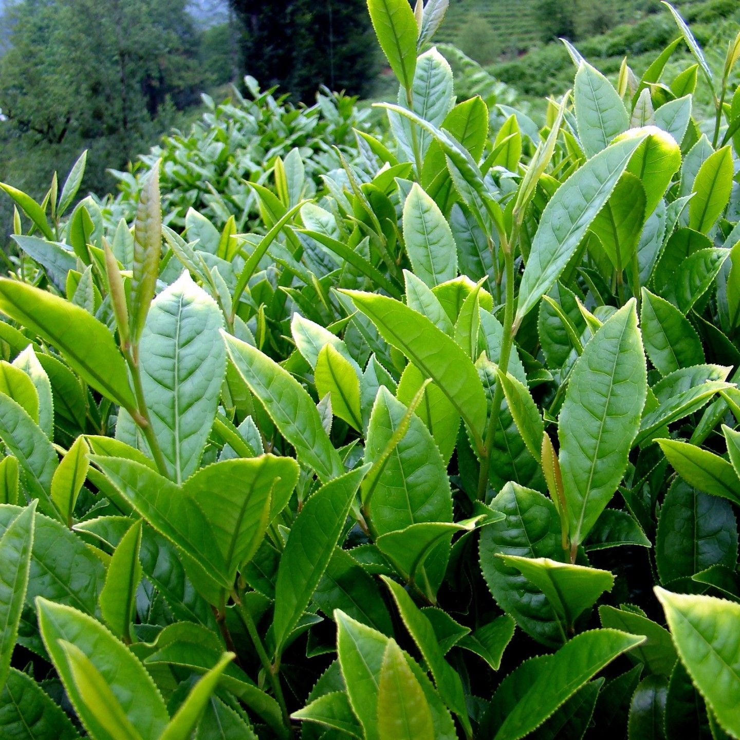 10 Semi di Pianta Del Thè - Semi Freschi, Alta Germinabilità, No-GMO