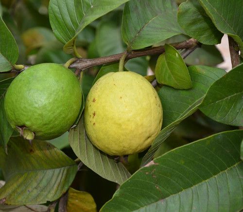 10 Semi di Guava Acutangolo (psidium Acutangulum) - Semi Freschi, Alta Germinabilità, No-GMO